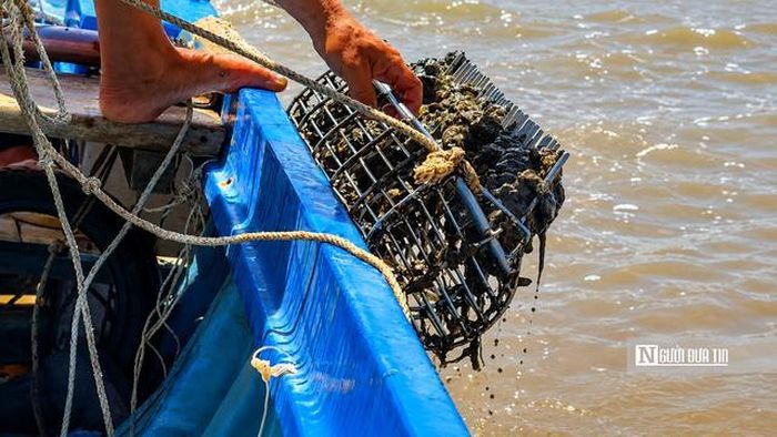 Sau vài chục mét kéo dưới lòng sông, chiếc cào được thu lên. Trong lớp bùn non còn đọng nước, những con sò huyết tự nhiên dần hiện ra khiến khuôn mặt người ngư dân ánh lên niềm vui.