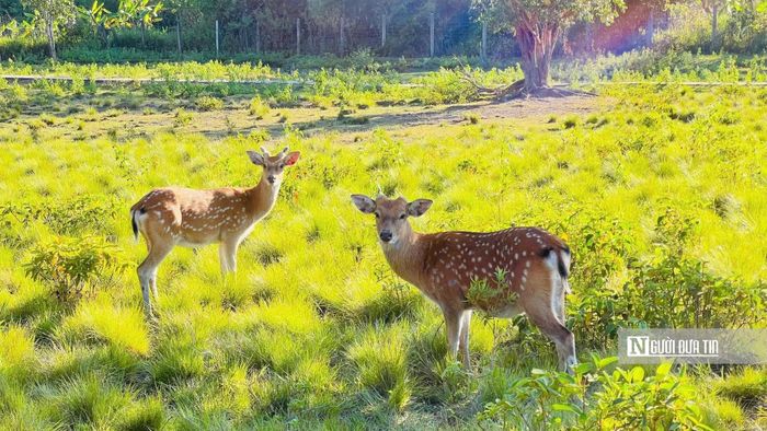 Bãi Nai - nơi du khách sẽ tận mắt nhìn thấy thú rừng thong dong đi dạo, một trải nghiệm thú vị ở VQG Kon Ka Kinh