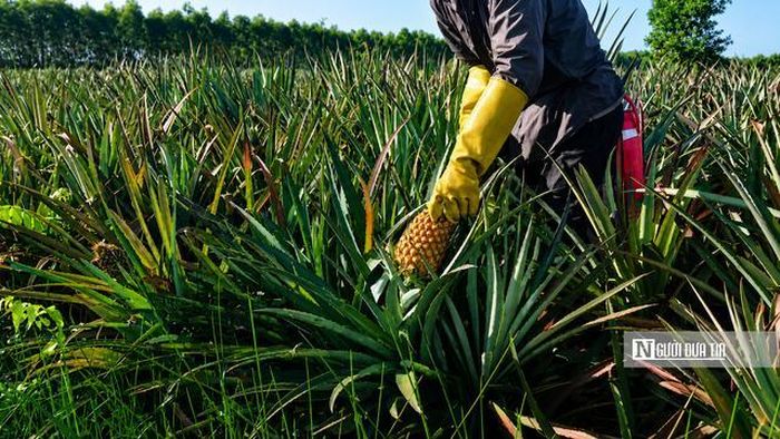 Khóm là cây trồng chủ lực của nhiều hộ dân vùng Đồng Tháp Mười (tỉnh Đồng Tháp), mang lại nguồn thu nhập chính cho người dân địa phương.