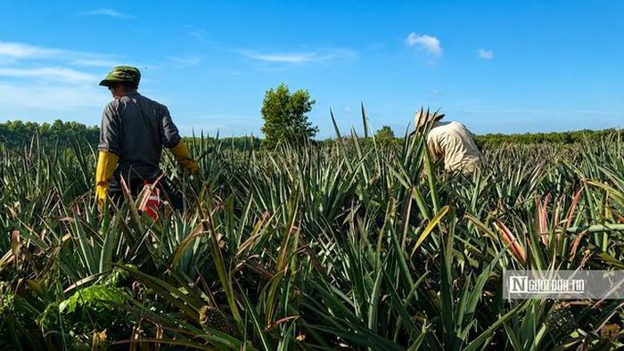 Toàn tỉnh Đồng Tháp hiện có khoảng 14.700 ha khóm chuyên canh, sản lượng hơn 283.000 tấn mỗi năm.