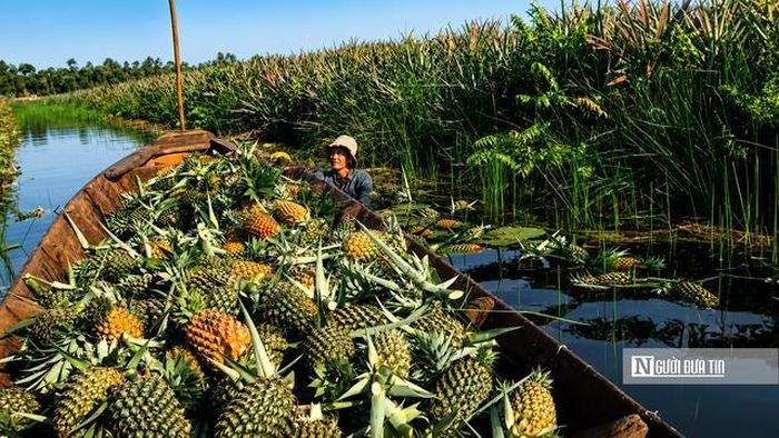 Nông dân thu hoạch khóm giữa lúc giá bán giảm gần một nửa so với trước.