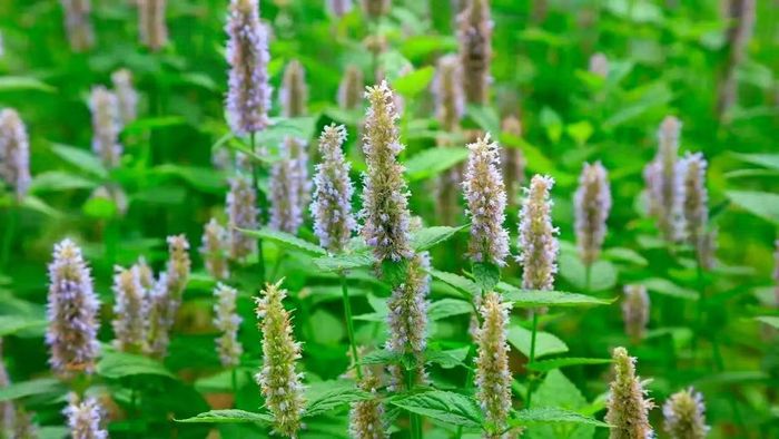 Hoắc hương (Patchouli) là một trong "tứ đại thảo mộc" và là nguyên liệu huyền thoại tạo nên chiều sâu của nước hoa