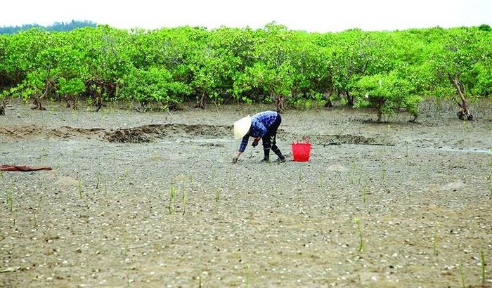 Sau khi thủy triều rút, bên dưới tán rừng ngập mặn người dân sẽ đi thu hoạch các loại thủy sản có giá trị kinh tế cao. Ảnh: Nongnghiephuuco