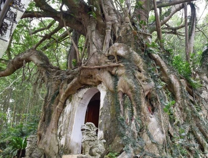 Nằm ở thôn Bồng Sơn, xã Tượng Lĩnh (trước là xã Tượng Sơn, huyện Nông Cống), tỉnh Thanh Hóa, ngôi miếu cổ mang tên Cao Sơn gắn liền với đời sống tâm linh của cư dân bao đời mà ít ai biết đến.
