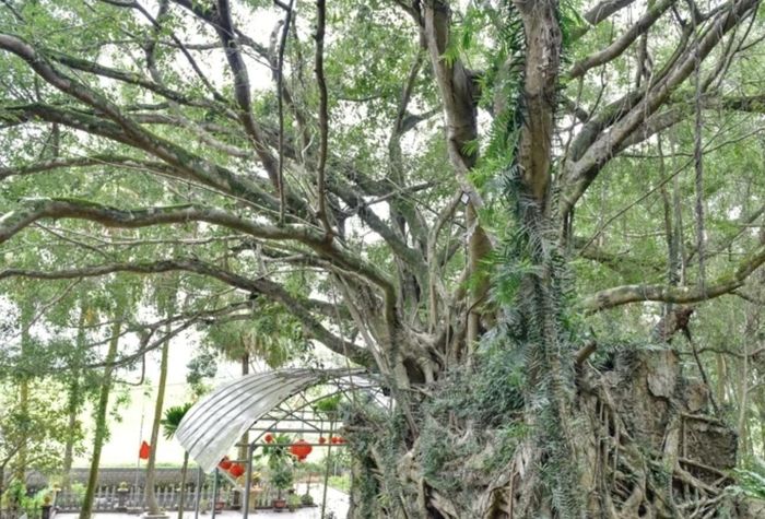 Điểm đặc biệt mà bất cứ ai tới thăm miếu đề ngạc nhiên chính là cây si cổ thụ cao 20-25m với bộ rễ khổng lồ ôm trọn ngôi miếu, tán cây xanh tốt, tỏa mát cả một khoảng rộng.