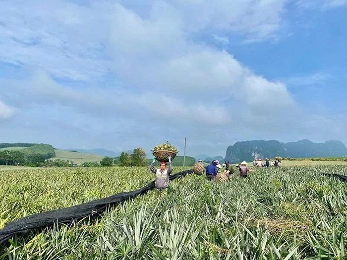 Người dân xã Ngọc Liên thu hoạch dứa.