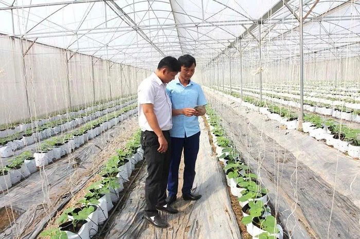 Thành viên HTX nông nghiệp Mai An Tiêm, xã Nga Thắng ứng dụng công nghệ số để theo dõi quá trình sinh trưởng của cây trồng.