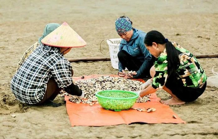 Người dân xã Hoằng Thanh thu hoạch, phân loại ngao.