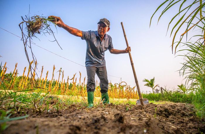 Làm cỏ thủ công là công việc quen thuộc của người trồng rau Thanh Đông nhằm hạn chế tối đa tác động đến hệ sinh thái đất.