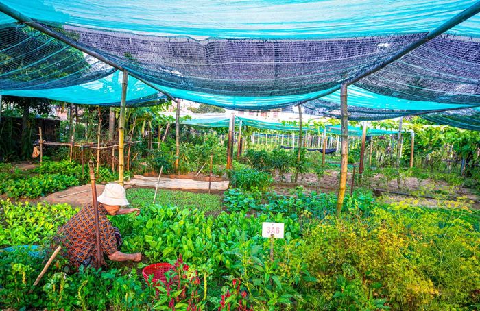 Các loại rau tại Thanh Đông được canh tác theo hướng hữu cơ, hạn chế tối đa việc sử dụng hóa chất.