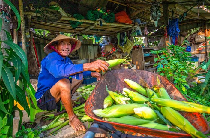 Niềm vui được mùa của người nông dân sau một vụ bắp đạt năng suất tốt.