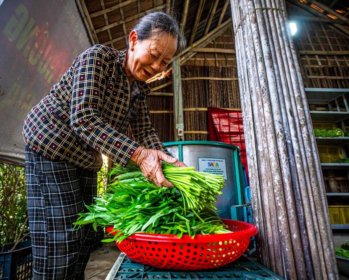 Rau sau thu hoạch được phân loại, làm sạch và kiểm tra chất lượng trước khi xuất bán.