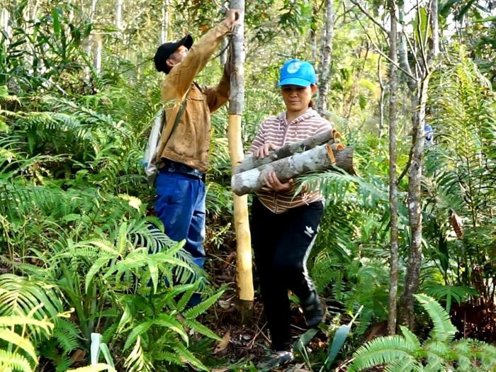 Cây quế Trà My chủ yếu vẫn được bóc vỏ, bán thô, đi khỏi núi dưới dạng nguyên liệu sơ cấp. Ảnh: BCT