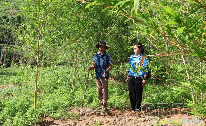 Anh Lò Văn Dũng, bản Mường Luân 2 giới thiệu mô hình trồng măng lục trúc - hướng phát triển kinh tế phù hợp với điều kiện đất đai địa phương.