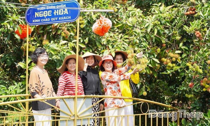 Xã Lai Vung đẩy mạnh nâng cao chất lượng du lịch sinh thái miệt vườn.