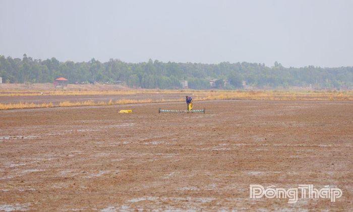 Đồng ruộng được san phẳng trước khi xuống giống góp phần hạn chế sự di chuyển của ốc bươu vàng, nâng cao hiệu quả quản lý dịch hại ngay từ đầu vụ sản xuất.