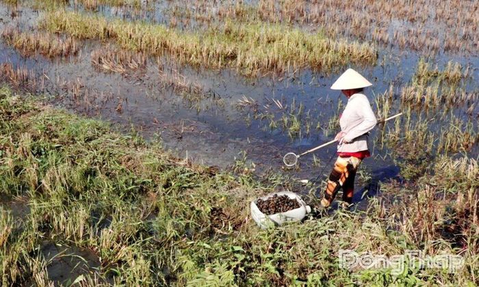 Người dân chủ động thu gom ốc bươu vàng trên đồng ruộng. Thay đổi tập quán quản lý dịch hại theo hướng giảm hóa chất đang trở thành yêu cầu quan trọng trong xây dựng nền nông nghiệp sinh thái, phát thải thấp. Ảnh: Văn Bửu