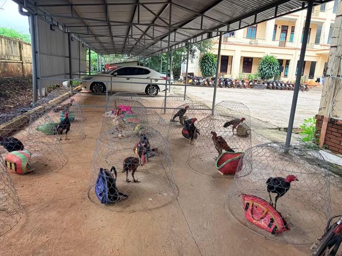  12 con gà đá đã bị thu giữ trong vụ việc. Ảnh: Văn Ngọc 