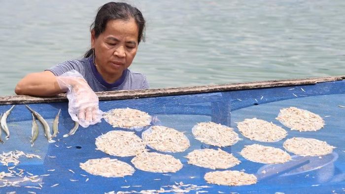 Bánh tráng cá cơm phải phơi đủ nắng thì mới thơm ngon. Ảnh: L.H