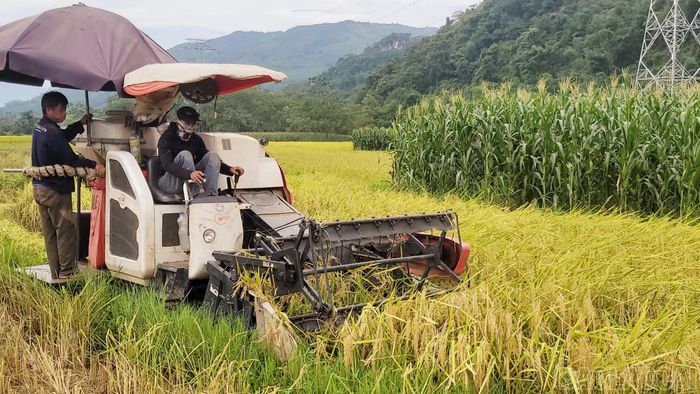 Nông dân xã Lâm Thượng điều khiển máy gặt đập liên hợp trên cánh đồng. Việc áp dụng cơ giới hóa giúp rút ngắn thời gian thu hoạch, đẩy nhanh tốc độ chuẩn bị đất cho vụ mới.