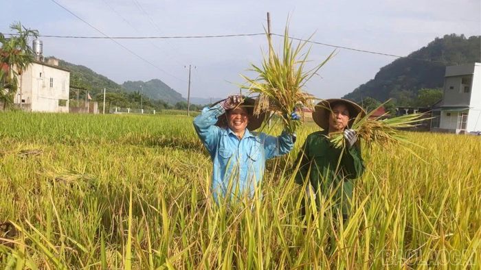 Nông dân xã Lâm Thượng phấn khởi thu hoạch vụ xuân thắng lợi, sản lượng toàn xã ước đạt 4.000 tấn lúa.