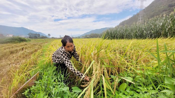 Nông dân xã Lâm Thượng đang khẩn trương gặt lúa để kịp thời giải phóng đất, chuẩn bị vụ mùa sắp tới.