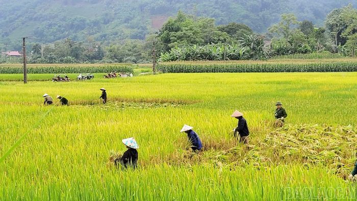 Tại các khu vực ruộng có địa hình phức tạp, máy móc khó tiếp cận, người dân tổ chức đổi công để đẩy nhanh tiến độ thu hoạch lúa. Đến nay, toàn xã đã hoàn thành thu hoạch trên 95% diện tích lúa.