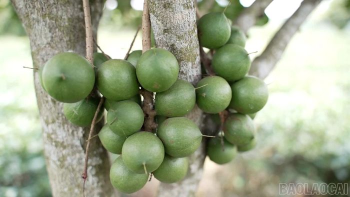 Năng suất mắc ca phụ thuộc vào điều kiện thời tiết, nhất là giai đoạn ra hoa, đậu quả.