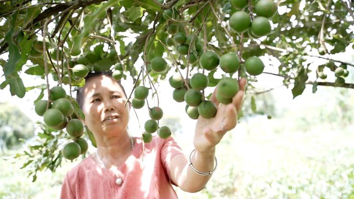 Bà Lê Thị Chuốt kiểm tra quả mắc ca trong diện tích trồng xen với chè của gia đình.