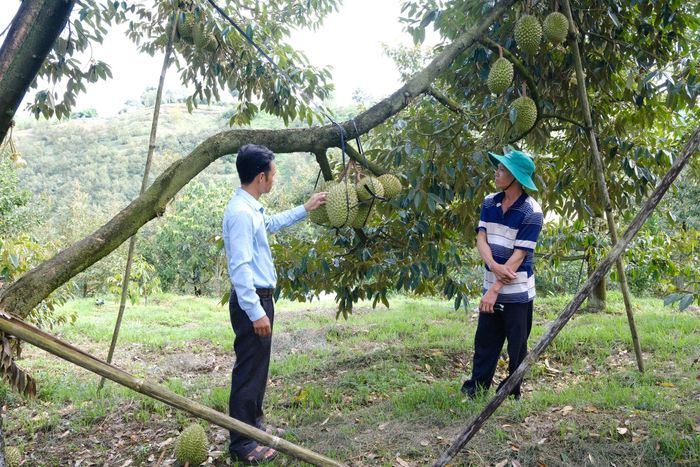 Xã Đam Rông 2 phát triển mạnh nhất với khoảng 1.500 ha sầu riêng