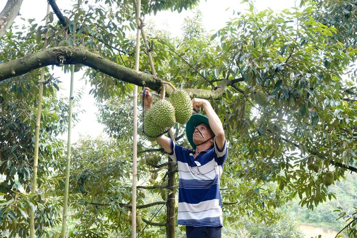Vườn sầu riêng rộng 7 ha của anh Ngô Đức Thắng, thôn Liêng Hung, xã Đam Rông 2 đang bước vào giai đoạn nuôi trái