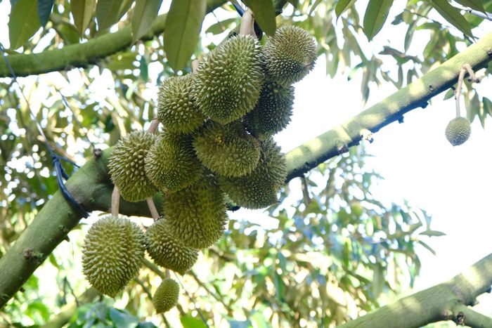 Các mô hình sản xuất sầu riêng ứng dụng công nghệ cao đang được nông dân các xã Đam Rông nhân rộng