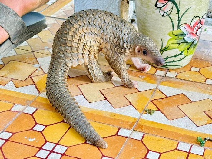 Cá thể tê tê nặng 1,2kg vừa được Hạt Kiểm lâm Đakrông tiếp nhận, chăm sóc - Ảnh: XHH