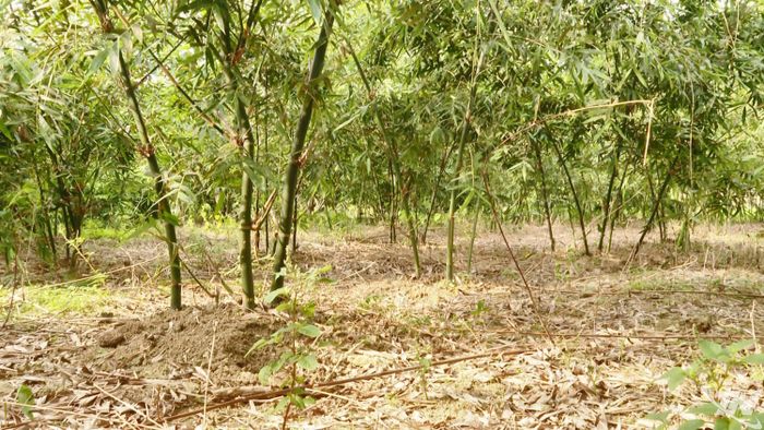Măng lục trúc rất phù hợp với vùng đất đồi bãi ở Tràng Xá. Đây là mô hình sản xuất giúp đồng bào thoát nghèo.