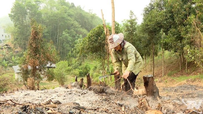 Chị Nông Thị Thùy (thôn Quan Nưa, xã Phong Quang) thực hiện các biện pháp phòng cháy, chữa cháy rừng khi xử lý thực bì.