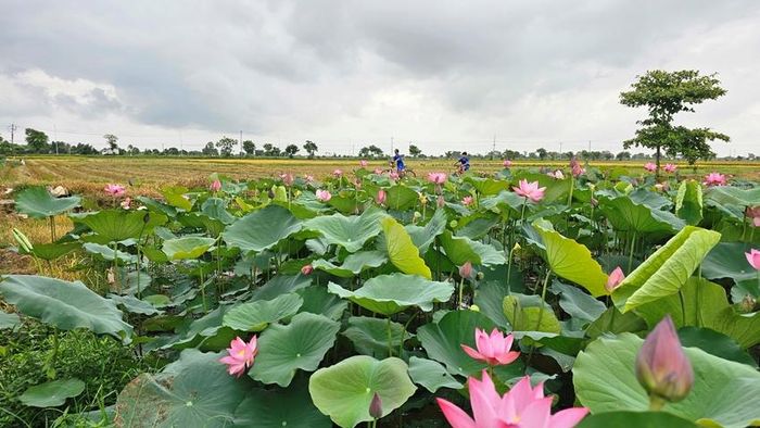 Sen trở thành cây có giá trị kinh tế giúp nhiều người làm giàu