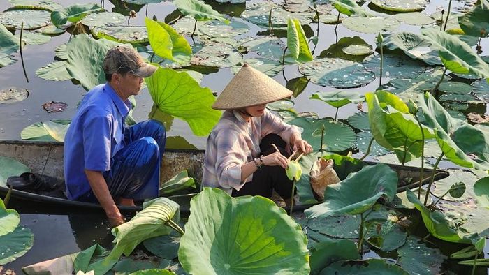 Ướp trà sen sớm mai ở hồ Tịnh Tâm