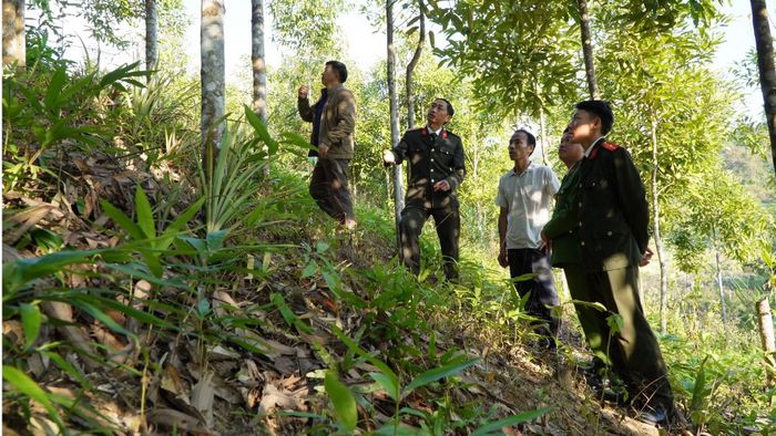 Thượng tá Vàng A Xó hướng dẫn người dân trồng cây quế, xóa đói giảm nghèo.