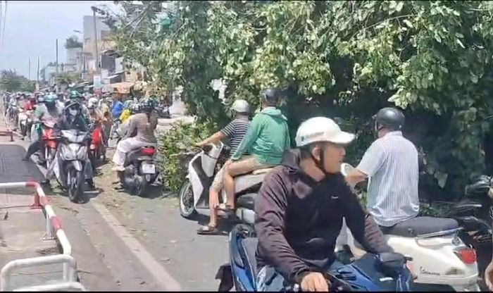 Cây ngã chiếm hết đường Trần Xuân Soạn khiến giao thông gặp khó.