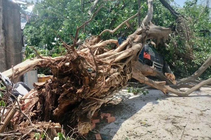 Phần rễ cây có dấu hiệu mục ruỗng.