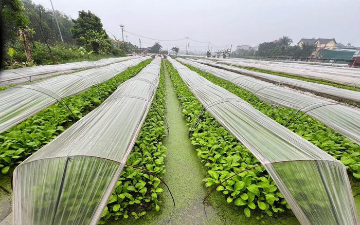 Xây dựng tiêu chuẩn mới cho rau an toàn cần đơn giản, dễ thực hiện