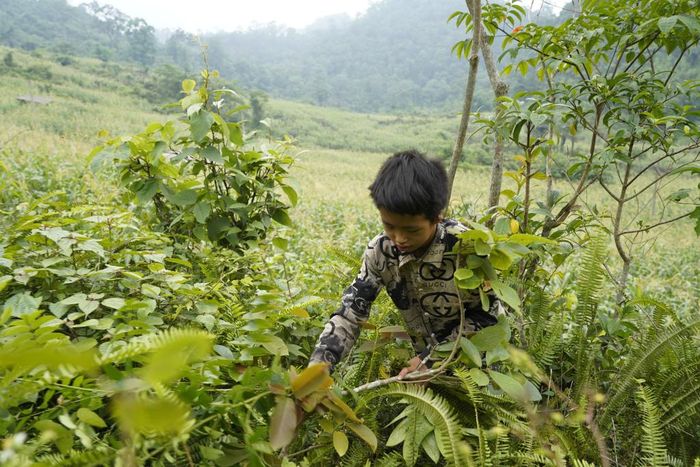 Lên rừng lấy những bó cỏ xanh ltrong những ngày hè.