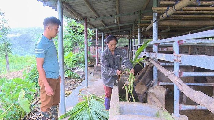 Người dân xã Tam Kim tăng cường thức ăn thô xanh cho đàn trâu, bò và không chăn thả những ngày nắng nóng.