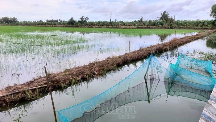  Thời điểm này, nhiều hộ dân ở Xã Trần Văn Thời đã cho cá con ra ruộng để chúng sinh trưởng.
