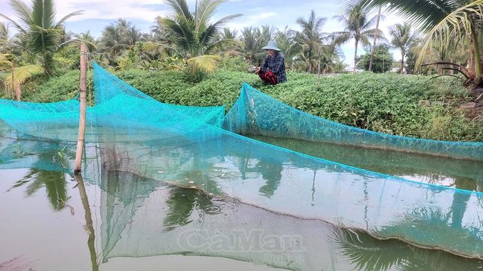 Chị Nguyễn Hồng Nghi (ấp Bình Minh II, Xã Trần Văn Thời) chăm sóc cá giống.