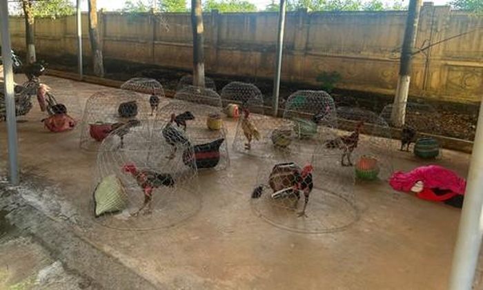 Tang vật thu giữ 12 con gà chọi. Ảnh Đức Huy.