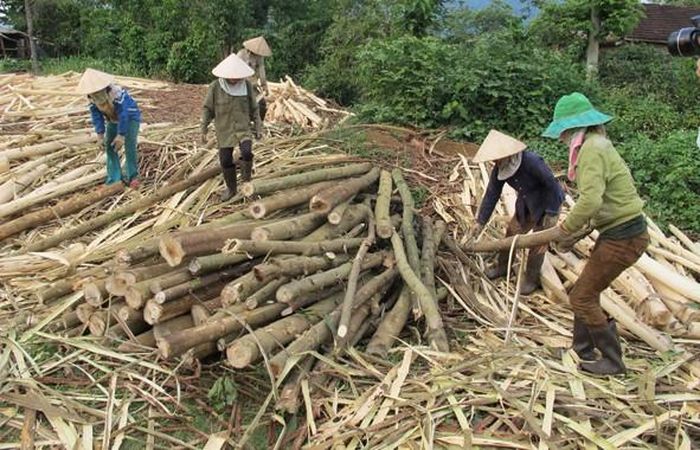 Khai thác gỗ rừng trồng. Ảnh minh họa