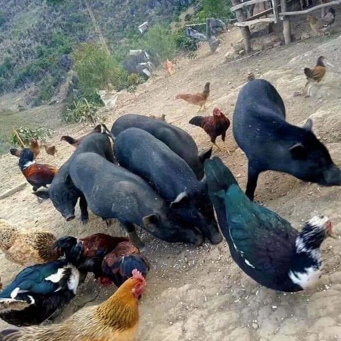 Lợn đen và gà thả đồi ở Tây Bắc