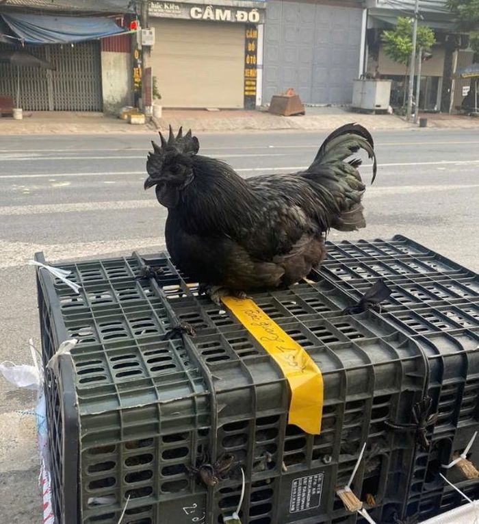 Gà đen một loài giống độc đáo ở vùng cao phía bắc Việt Nam