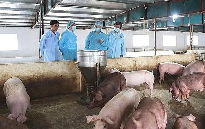  Các địa phương được yêu cầu tăng cường kiểm tra, giám sát và tiêm phòng nhằm chủ động phòng, chống bệnh lở mồm long móng trên đàn gia súc. Ảnh: minh họa 